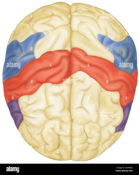 Top view of the human brain. Shown are the parietal lobes, sensory ...