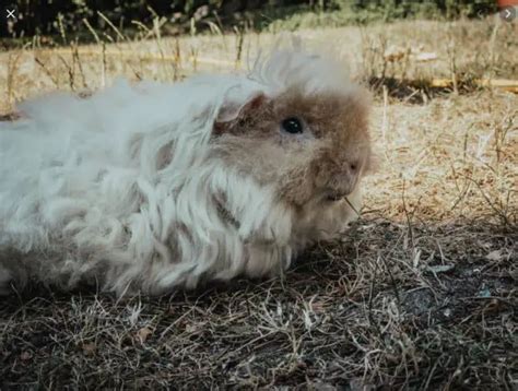 Alpaca Guinea Pig Breed Profile: Origins, Pictures, Care, Temperament ...