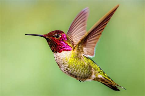 Anna's Hummingbird