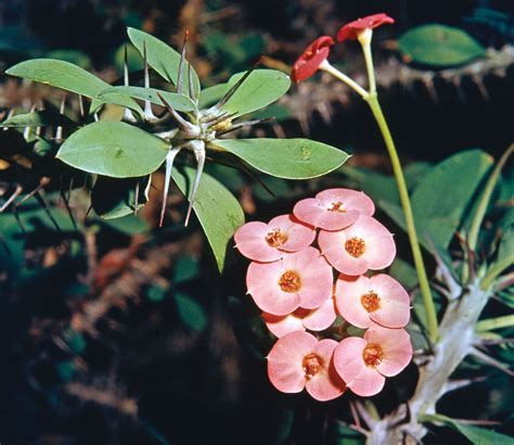 Crown of thorns | Plant, Description, & Meaning | Britannica