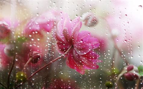 Falling Rain In Flower Flowers Under The Rain : Wallpapers13.com