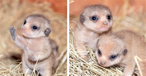 The Miami Zoo Shared Photos Of Their New Baby Meerkats and It Is ...