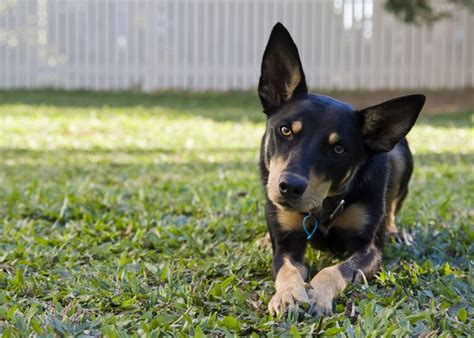 Everything You Need to Know About Australian Kelpies - Petful