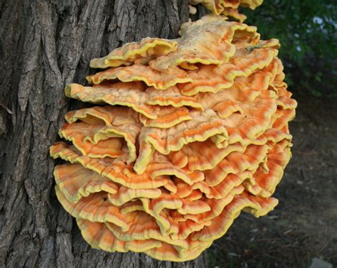 Laetiporus Sulphureus: Chicken of the Woods Mushroom