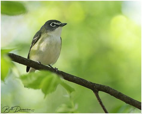 Blue-headed Vireo – A Thousand Acres of Silphiums