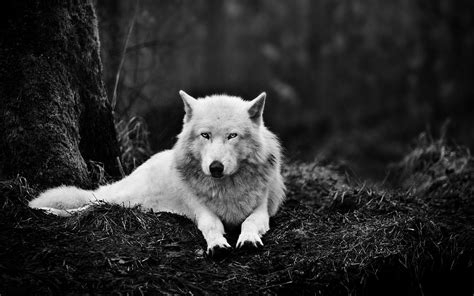 White Wolf Wallpapers - Wallpaper Cave