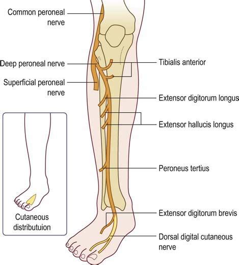 Common Fibular Nerve:Course,Motor & Sensory Innervation » How To Relief