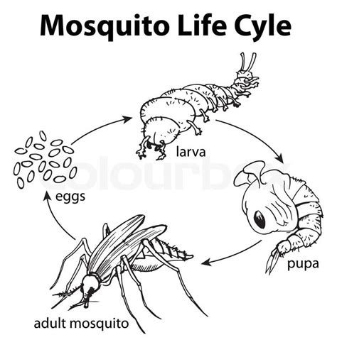 Illustration of a mosquito life cycle | Stock Vector | Colourbox