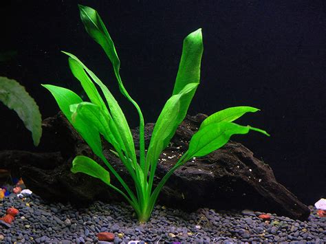 BUY2 GET1 FREE Amazon Sword Echinodorus Bleheri Live Aquatic Plant | eBay