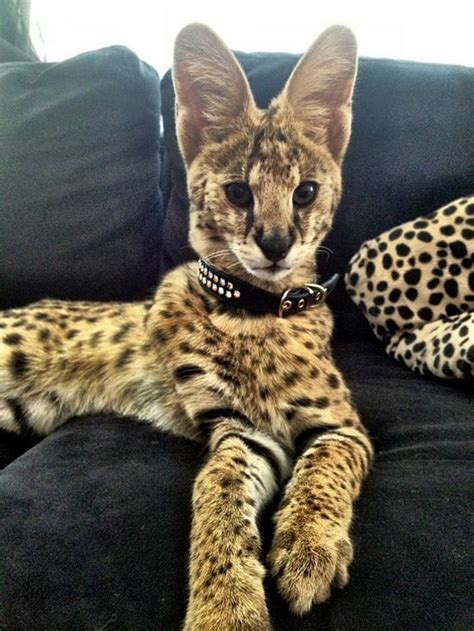 Savannah cat | oh my gosh I need one Animals And Pets, Baby Animals ...