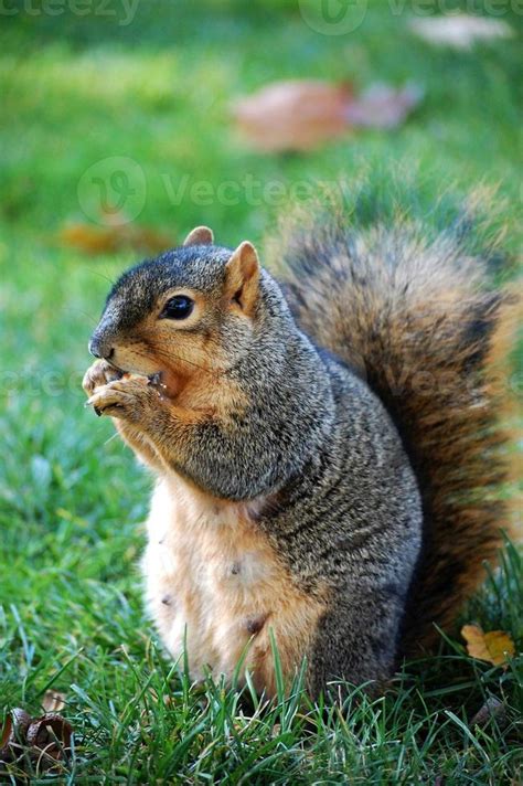 squirrel eating nut 755797 Stock Photo at Vecteezy