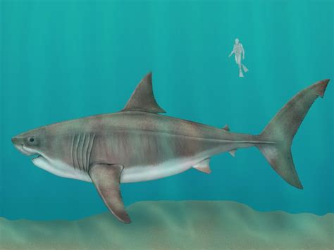 What Happened to the Megalodon? | Britannica