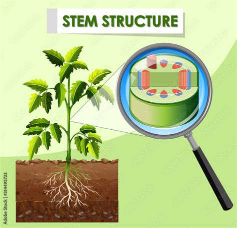 Diagram showing stem structure of plant Stock Vector | Adobe Stock