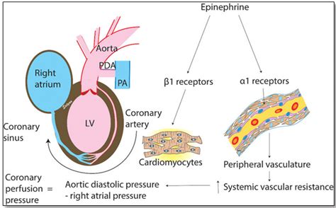 Mechanism of action of epinephrine | Download Scientific Diagram