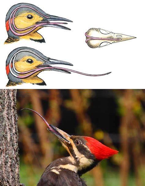 A woodpecker's tongue is so long that it wraps around the skull to ...