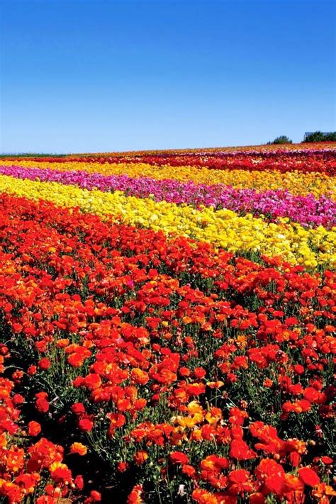 Carlsbad California > flower fields. Stunning! | Flower field, Fields