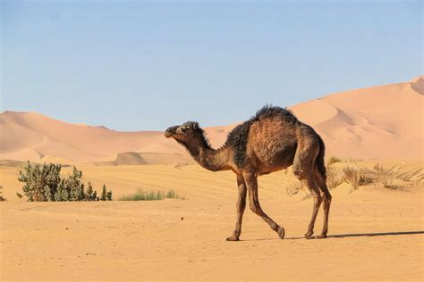 Camel Facts: Habitat, Behavior, Diet