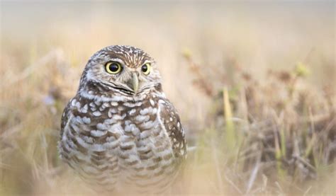 Burrowing Owl - Animal Corner