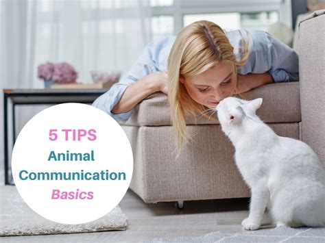 5 Tips For Basic Animal Communication - Animal Thoughts