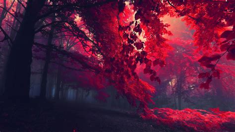 3840x2160 Dark Red Autumn Forest 4k HD 4k Wallpapers, Images ...