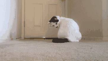 Here's a kitler chasing it's tail! : gifs