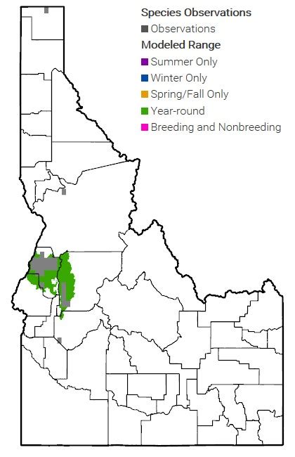 Northern Idaho Ground Squirrel | Species Conservation