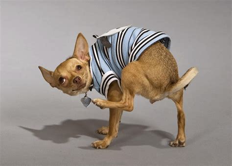 Funny Chihuahua Dogs | Amazing Latest Pictures | Funny And Cute Animals