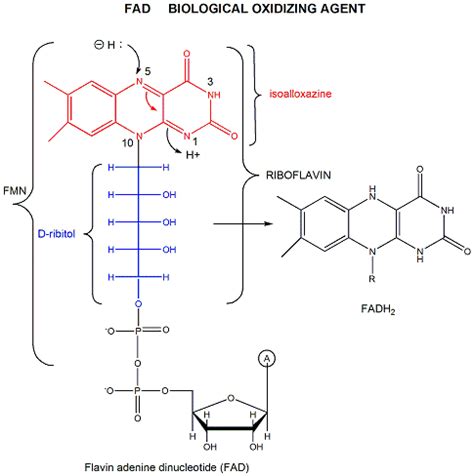 B2. The Chemistry of NAD+ and FAD - Biology LibreTexts