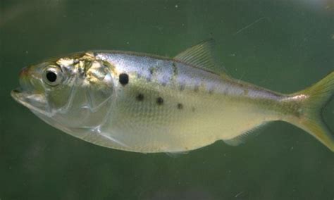 Atlantic Menhaden - Chesapeake Bay Program