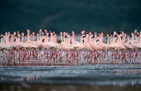 Beautiful Lesser Flamingos at Lake Bogoria, Kenya Stock Photo - Image ...