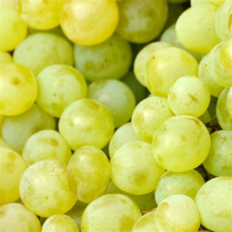 Pick of the Week - Sultana Grapes | Harris Farm Markets