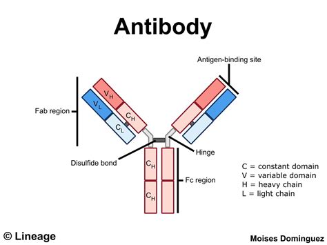 Antigen Structure And Function