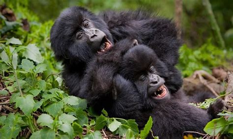 5 Silverback Gorillas Facts like Strength, Weight, Habitat