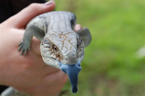 Blue Tongue Skink Care: Diet, Size, Enclosure Setup...