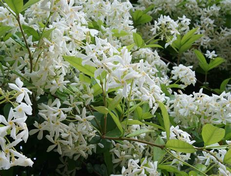 Star Jasmine Guide: How to Grow & Care for “Trachelospermum Jasminoides”