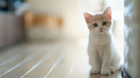 White Cat Kitten Is Sitting On Floor Near White Wall HD Kitten ...