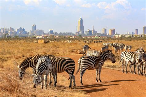 Top 10 Facts about the Nairobi National Park | Nairobi National Park