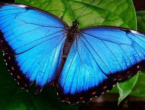 Blue Butterfly Species