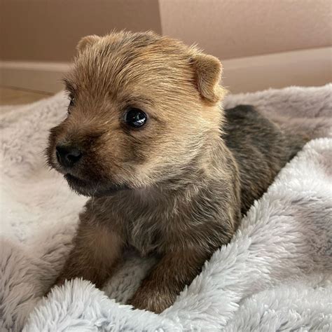 Cairn Terrier Puppies in Washington NorthwestCairnTerriers.com Cairn ...