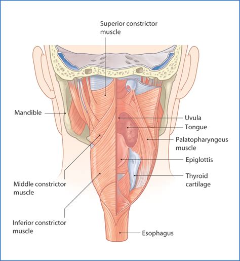 Pharynx and Larynx | Basicmedical Key