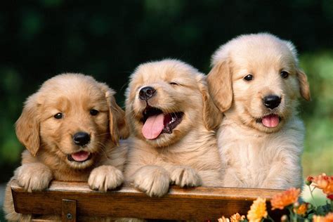 Cute Puppy Wallpapers Free Download - Free Download Cute Puppy ...