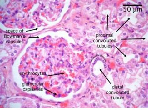 Kidney Histology Renal Tubule | Images and Photos finder