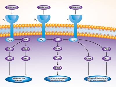 Histamine receptors - @ a glance