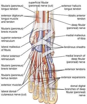 Nerves in Foot and Ankle - IYTmed.com