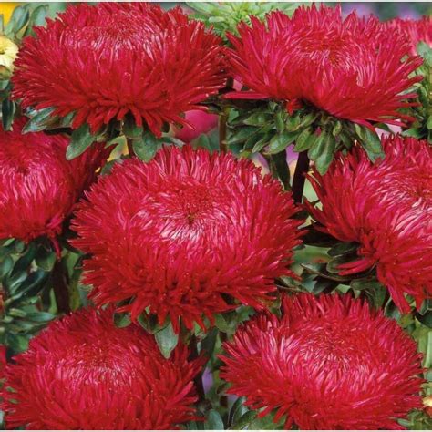 Chinese Aster Red Prijs: -€1.95