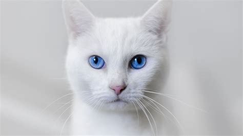 White cat blue eyes wallpaper | 1920x1080 | #14554