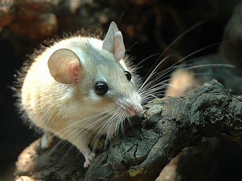 African spiny mouse may hold key to scar-free skin regeneration - CBS News