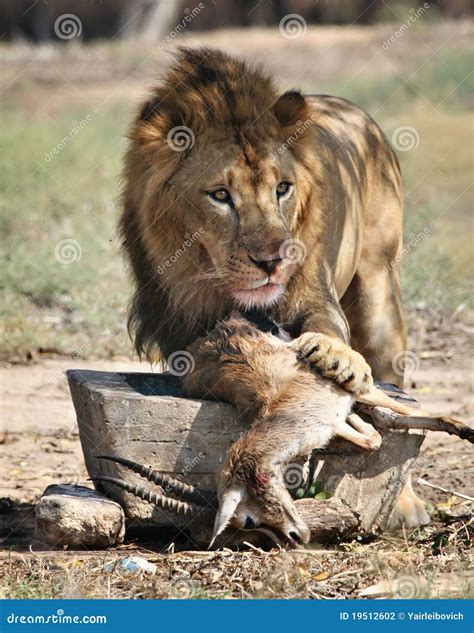 Lion Feeding Stock Photography - Image: 19512602