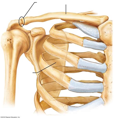 Lab 4- Articulated bones of the pectoral (shoulder) girdle Diagram ...