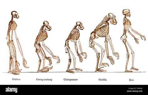 Evolutionary tree human Cut Out Stock Images & Pictures - Alamy